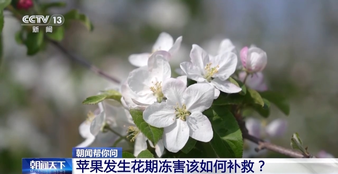 冬小麦倒伏、苹果花期冻害怎样预防和补救？专家支招