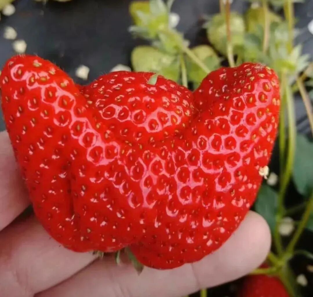 买水果选大还是小？很多人第一步就错了…