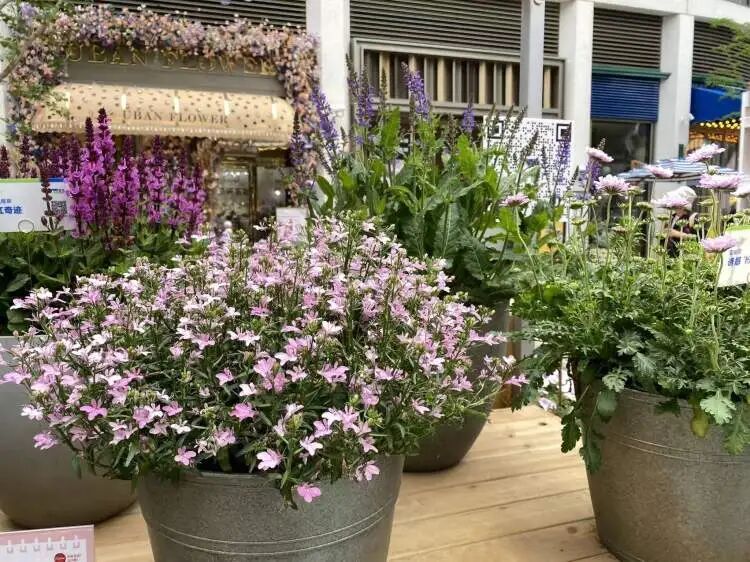 朋友圈被刷屏！上海“花头”真的太浓了！“感觉这里有1亿人”