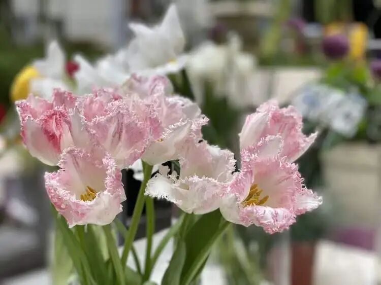 朋友圈被刷屏！上海“花头”真的太浓了！“感觉这里有1亿人”