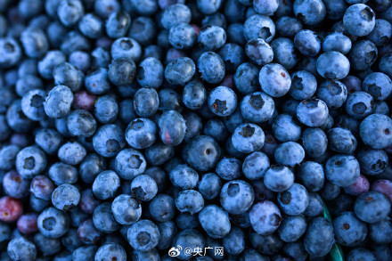 我国蓝莓种植面积和总产量全球第一