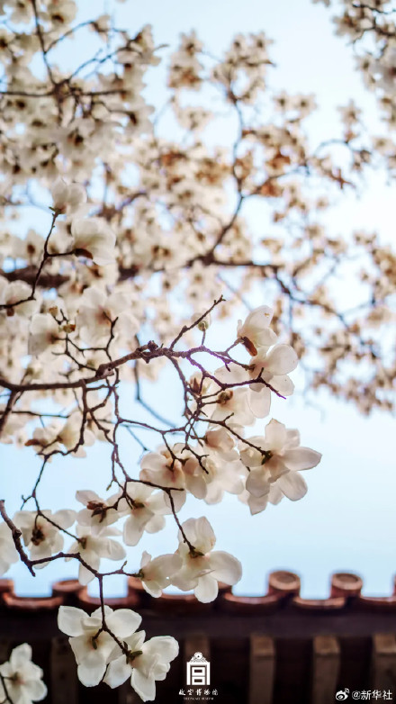 收藏！故宫春日限定繁花壁纸