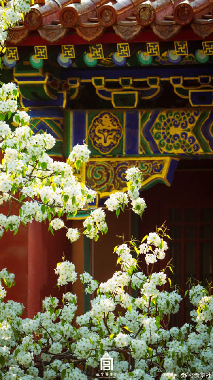 收藏！故宫春日限定繁花壁纸