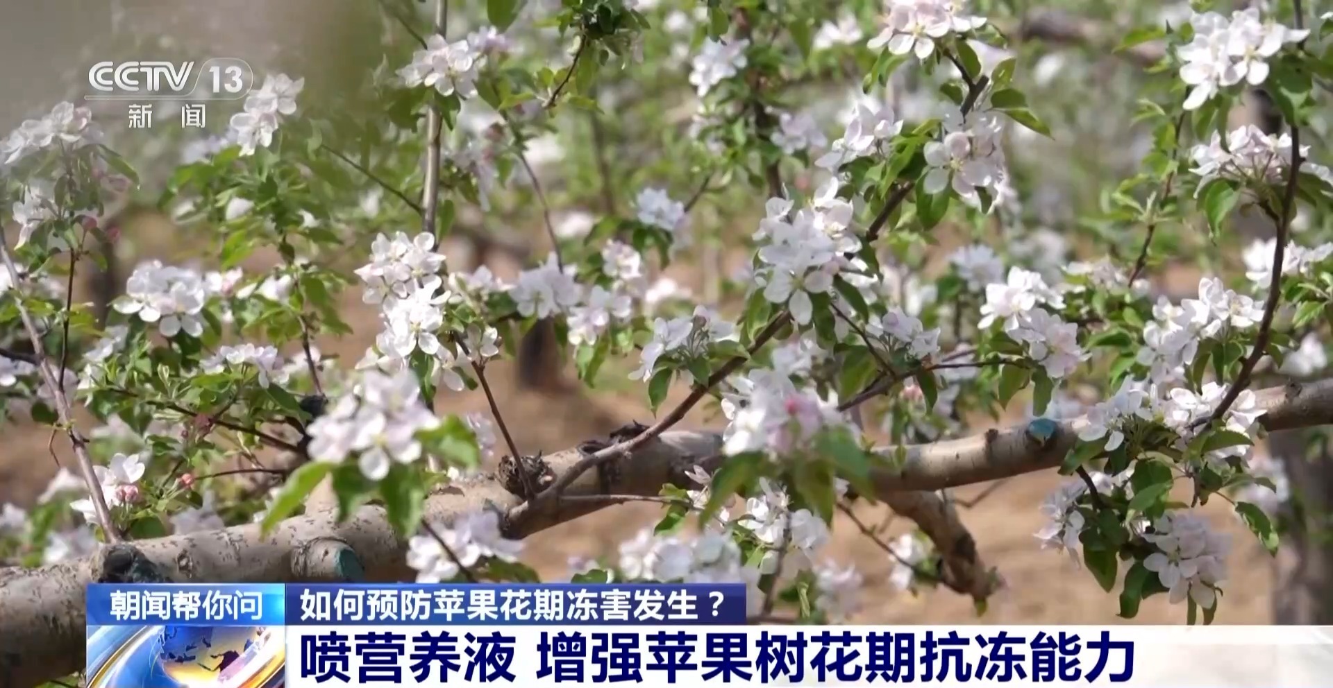 冬小麦倒伏、苹果花期冻害怎样预防和补救？专家支招