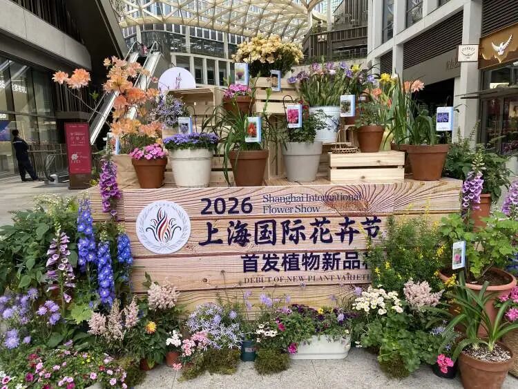 朋友圈被刷屏！上海“花头”真的太浓了！“感觉这里有1亿人”