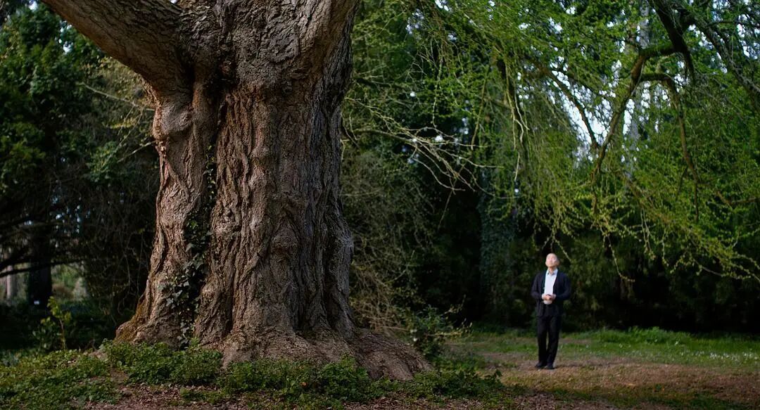 梁朝伟和银杏树演对手戏，i人这次拍舒服了