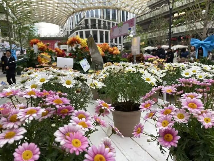 朋友圈被刷屏！上海“花头”真的太浓了！“感觉这里有1亿人”