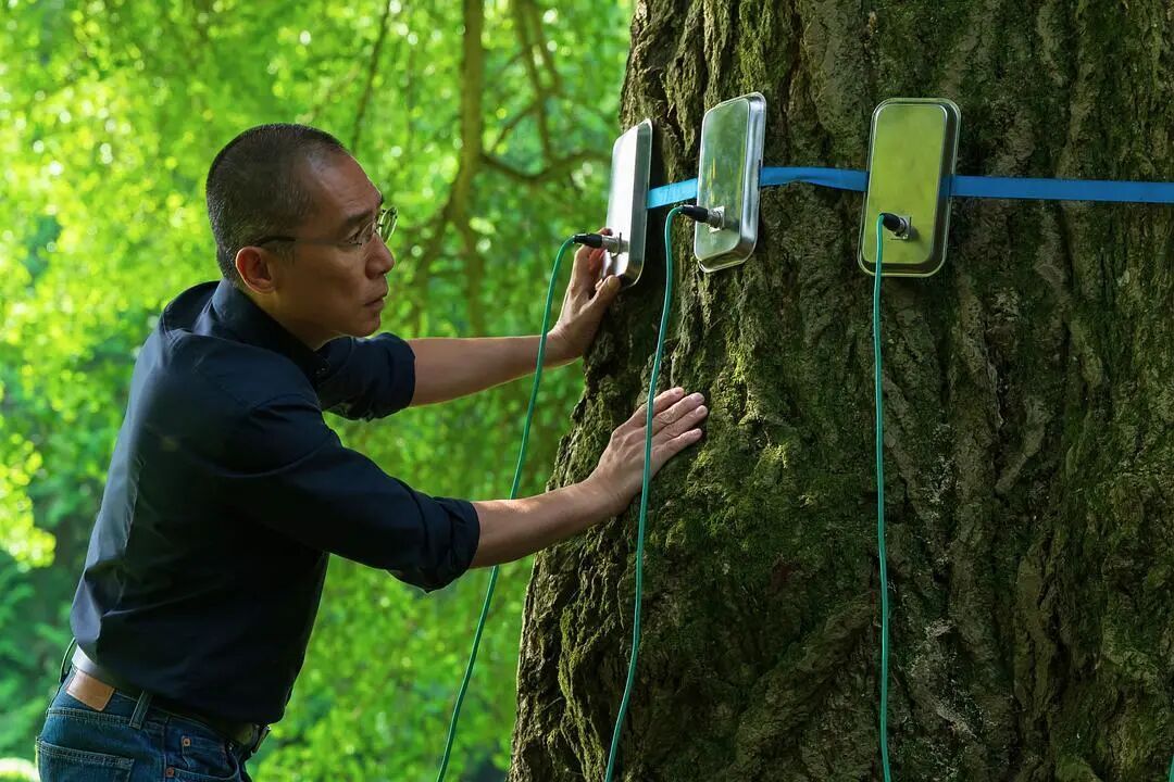 梁朝伟和银杏树演对手戏，i人这次拍舒服了