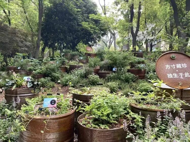 朋友圈被刷屏！上海“花头”真的太浓了！“感觉这里有1亿人”