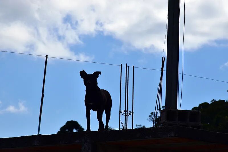 男子骑车载妻子，为躲狗摔倒致妻子身亡！违停车主被起诉，法院判了