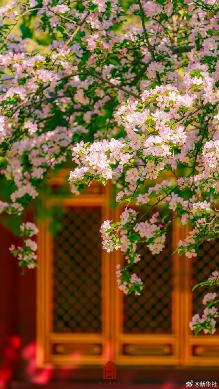 收藏！故宫春日限定繁花壁纸