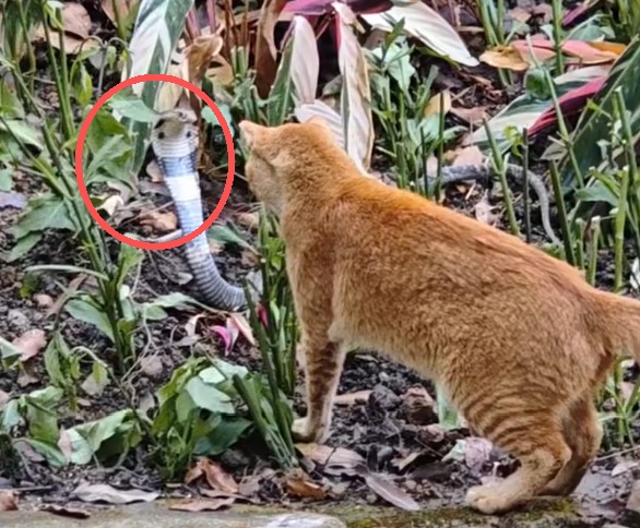 广州一公园惊现剧毒眼镜蛇，小猫将其击退，被称“绝世好咪”！