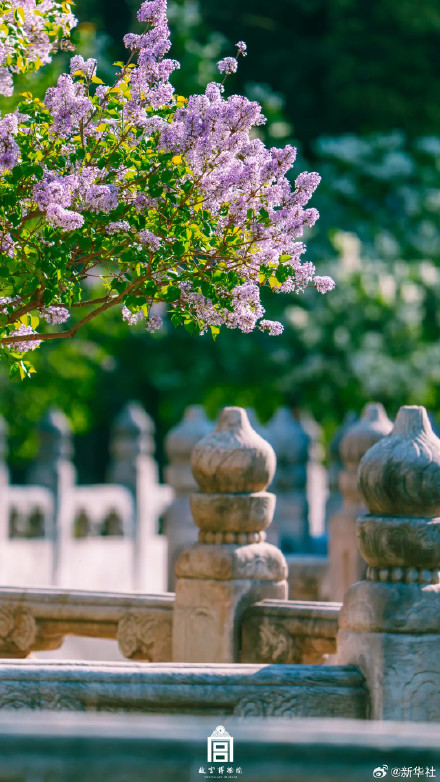 收藏！故宫春日限定繁花壁纸