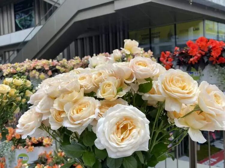 朋友圈被刷屏！上海“花头”真的太浓了！“感觉这里有1亿人”