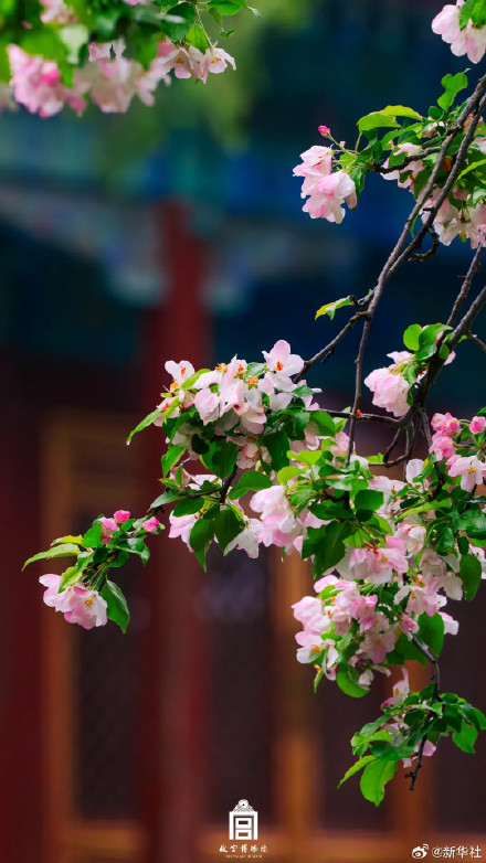 收藏！故宫春日限定繁花壁纸