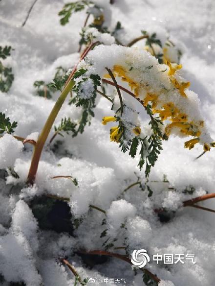 山顶覆白！辽宁本溪四月桃花雪冬春同框