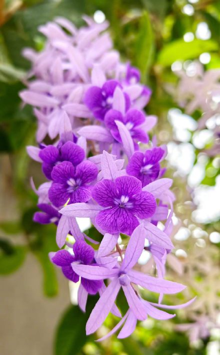 春日限定“紫色瀑布”！汕头蓝花藤盛放美出圈