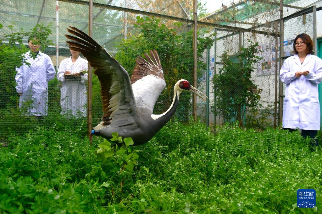 救治伤病鸟类 护航迁徙通道