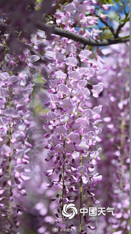 紫色梦幻！ 北京玉渊潭紫藤如帘醉春风