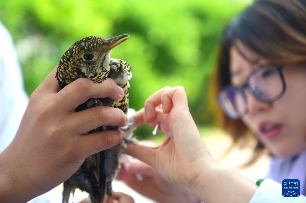 救治伤病鸟类 护航迁徙通道