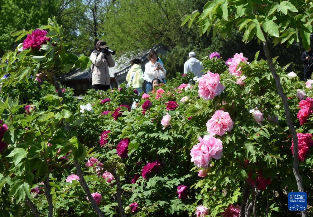 北京圆明园：谷雨赏牡丹
