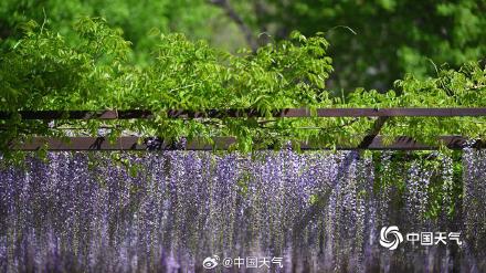 紫色梦幻！ 北京玉渊潭紫藤如帘醉春风