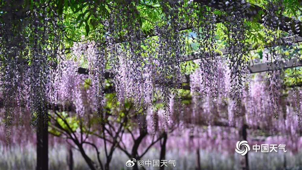 紫色梦幻！北京玉渊潭紫藤如帘醉春风