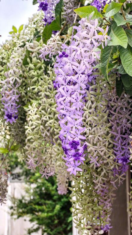 春日限定“紫色瀑布”！汕头蓝花藤盛放美出圈