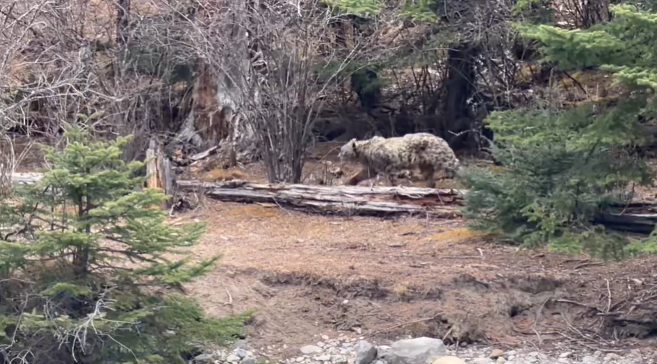 自驾游客四川甘孜路边发现受伤雪豹，当地林草部门：已投喂食物，生命体征平稳