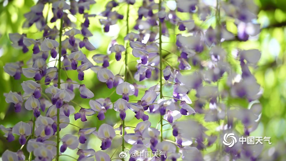 紫色梦幻！北京玉渊潭紫藤如帘醉春风