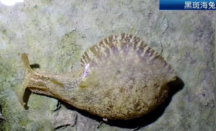 厦门筼筜湖惊现大量“奇特生物”？成群结队出现！专家解答：是黑斑海兔