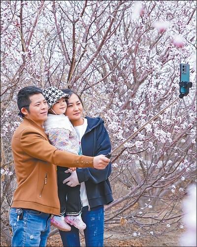 昔日废石堆成山 &nbsp;今朝野山桃灿烂（美丽中国·跟着花期看生态改善）