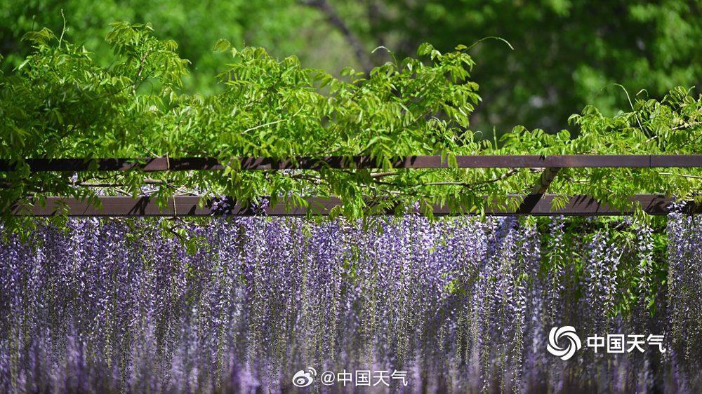 紫色梦幻！北京玉渊潭紫藤如帘醉春风