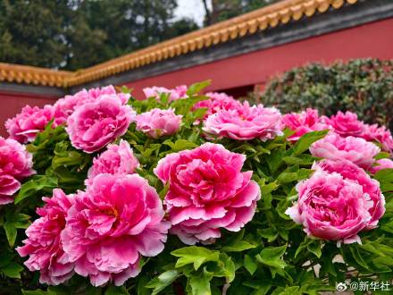 转存！景山公园牡丹绽放古韵拉满