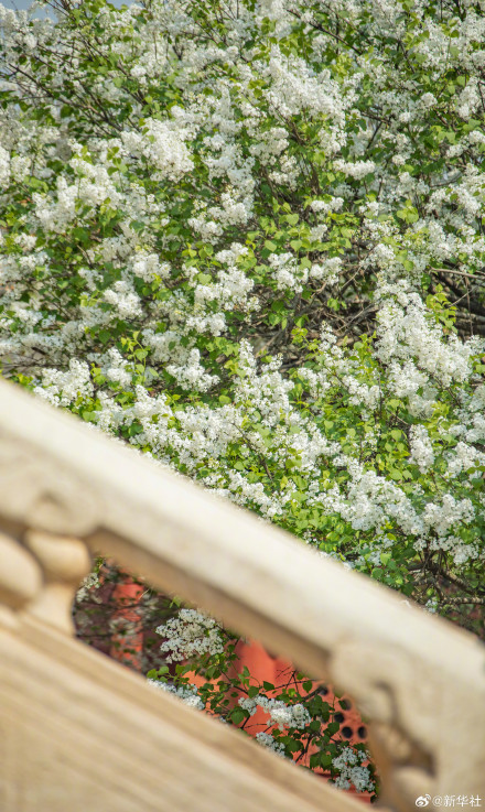 故宫春花图张张可当壁纸