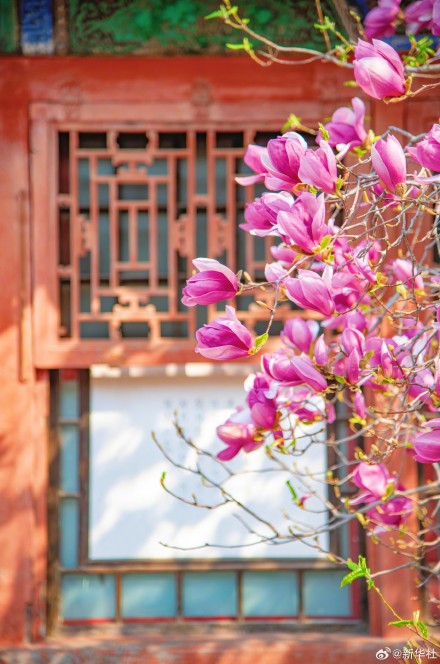 故宫春花图张张可当壁纸