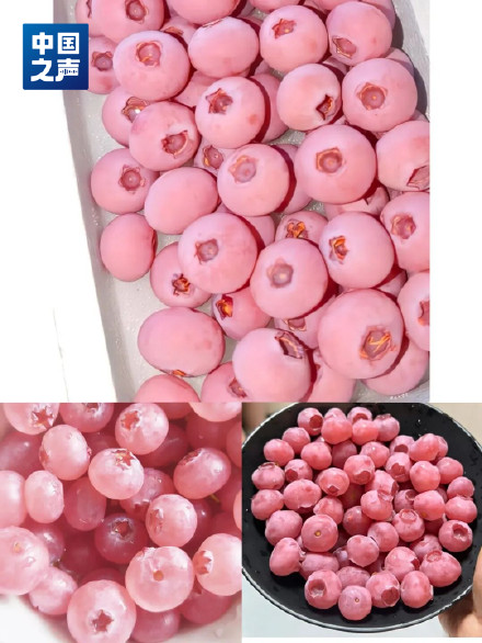 粉色红色黄色蓝莓正在研发中