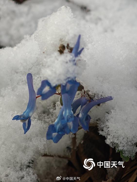 山顶覆白！辽宁本溪四月桃花雪冬春同框