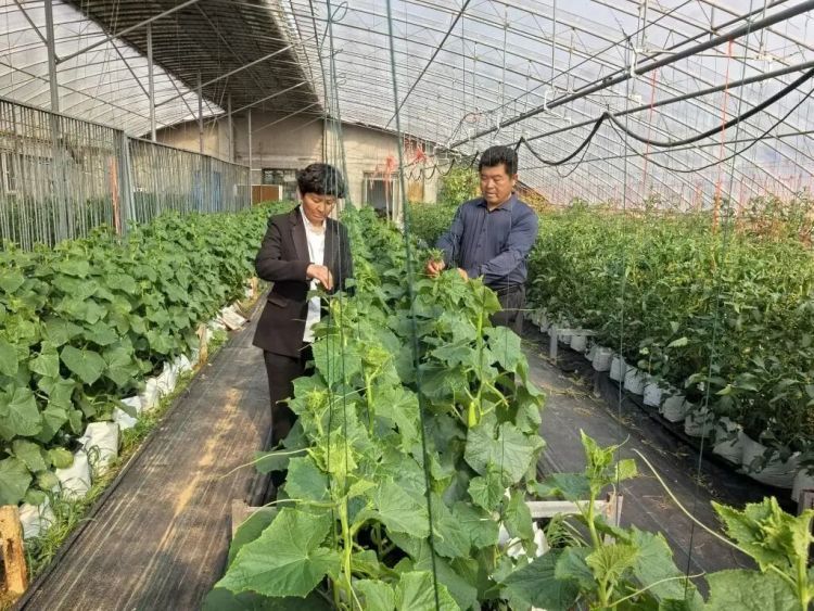 青岛这对农民夫妻火了，双双评上“正高”职称！开讲堂带领超2万名农民致富