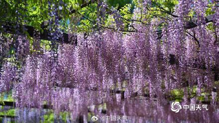 紫色梦幻！ 北京玉渊潭紫藤如帘醉春风