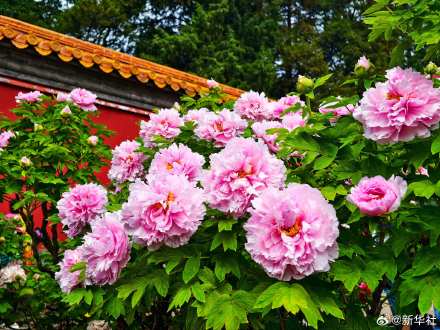 转存！景山公园牡丹绽放古韵拉满