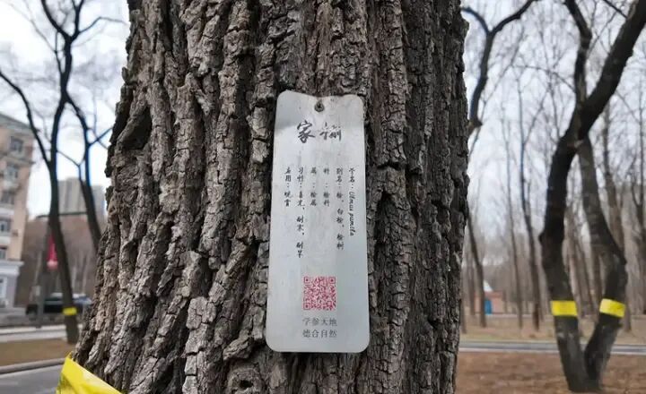 枝头“隐形花”藏早春惊喜，冰城榆树花悄然绽放！