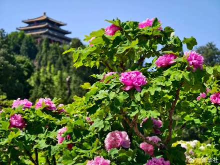 转存！景山公园牡丹绽放古韵拉满