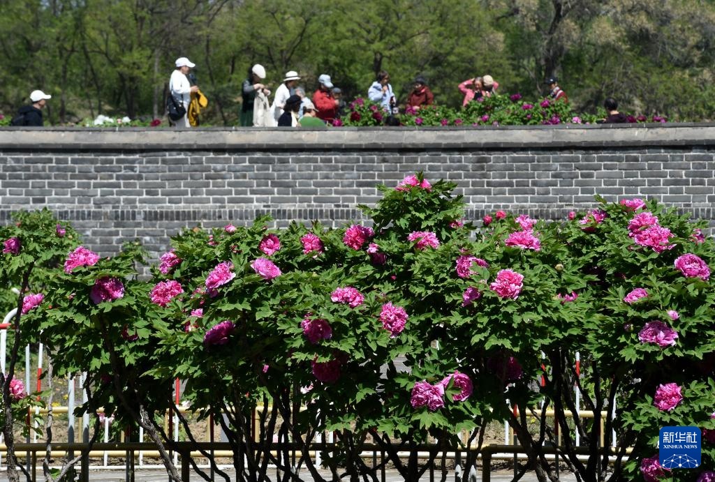 北京圆明园：谷雨赏牡丹