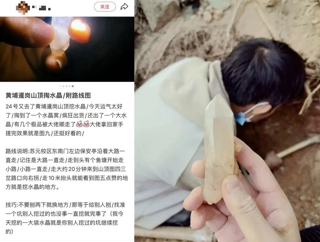 广州掀起一股“淘晶热”，林业部门回应