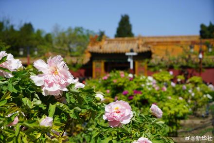 转存！景山公园牡丹绽放古韵拉满