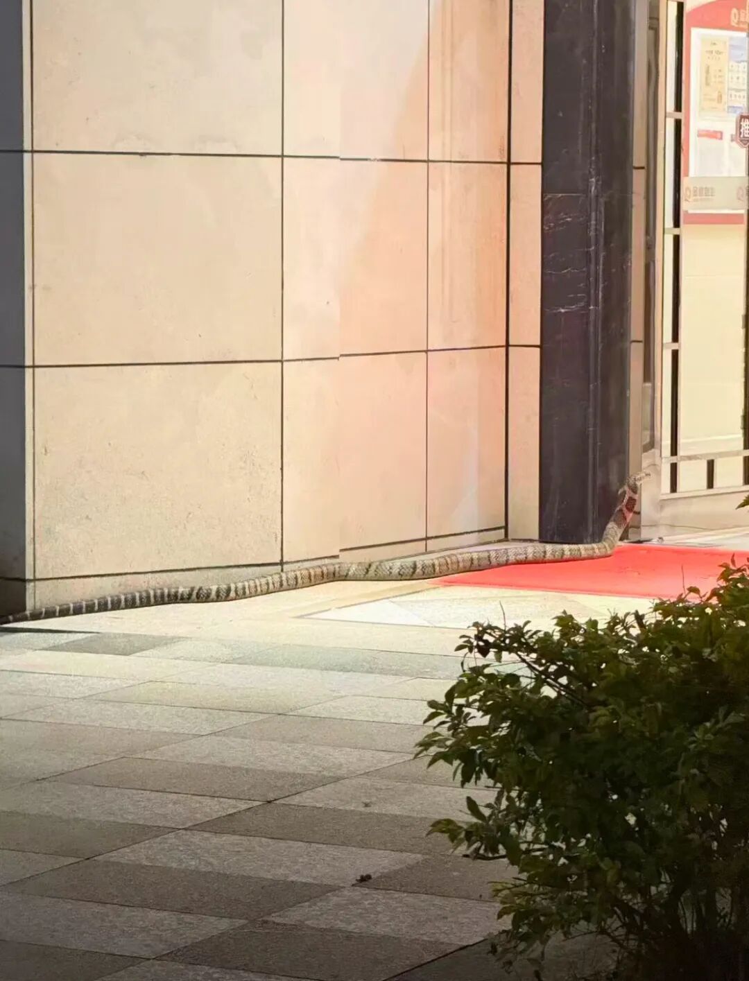 广东一居民楼门口惊现两米左右斑纹大蛇，物业：消防已抓走