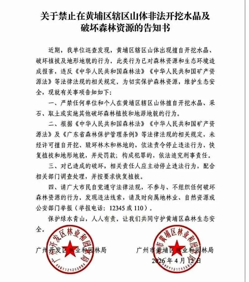 广州掀起一股“淘晶热”，林业部门回应