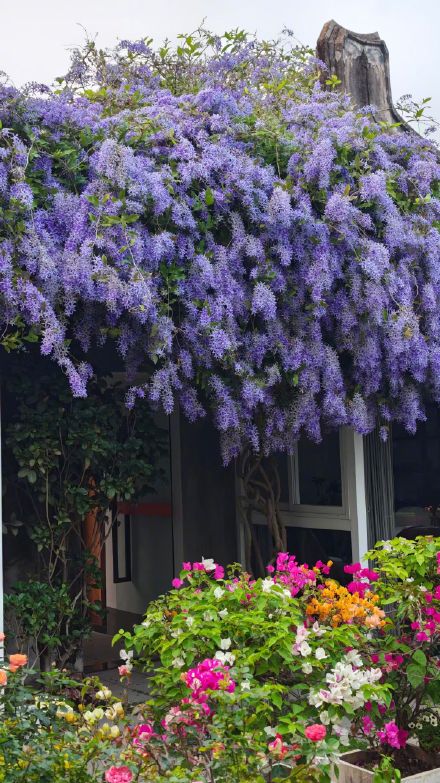 春日限定“紫色瀑布”！汕头蓝花藤盛放美出圈