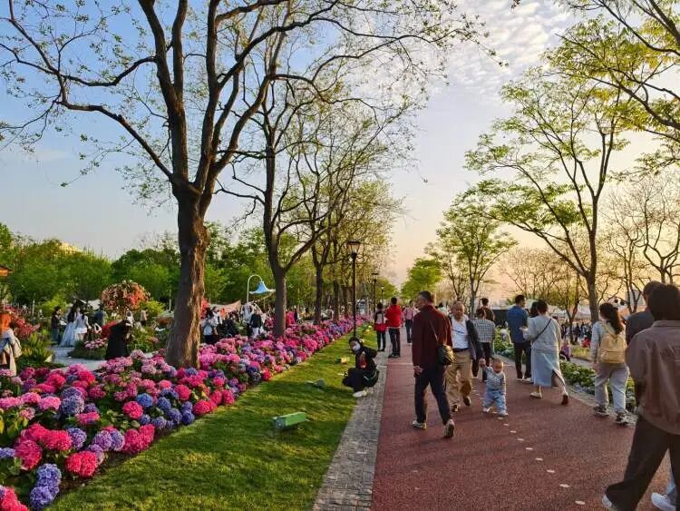 “半个上海的人都出动了”！1只西高地引爆史诗级大客流，101只西高地组团来看网红前辈